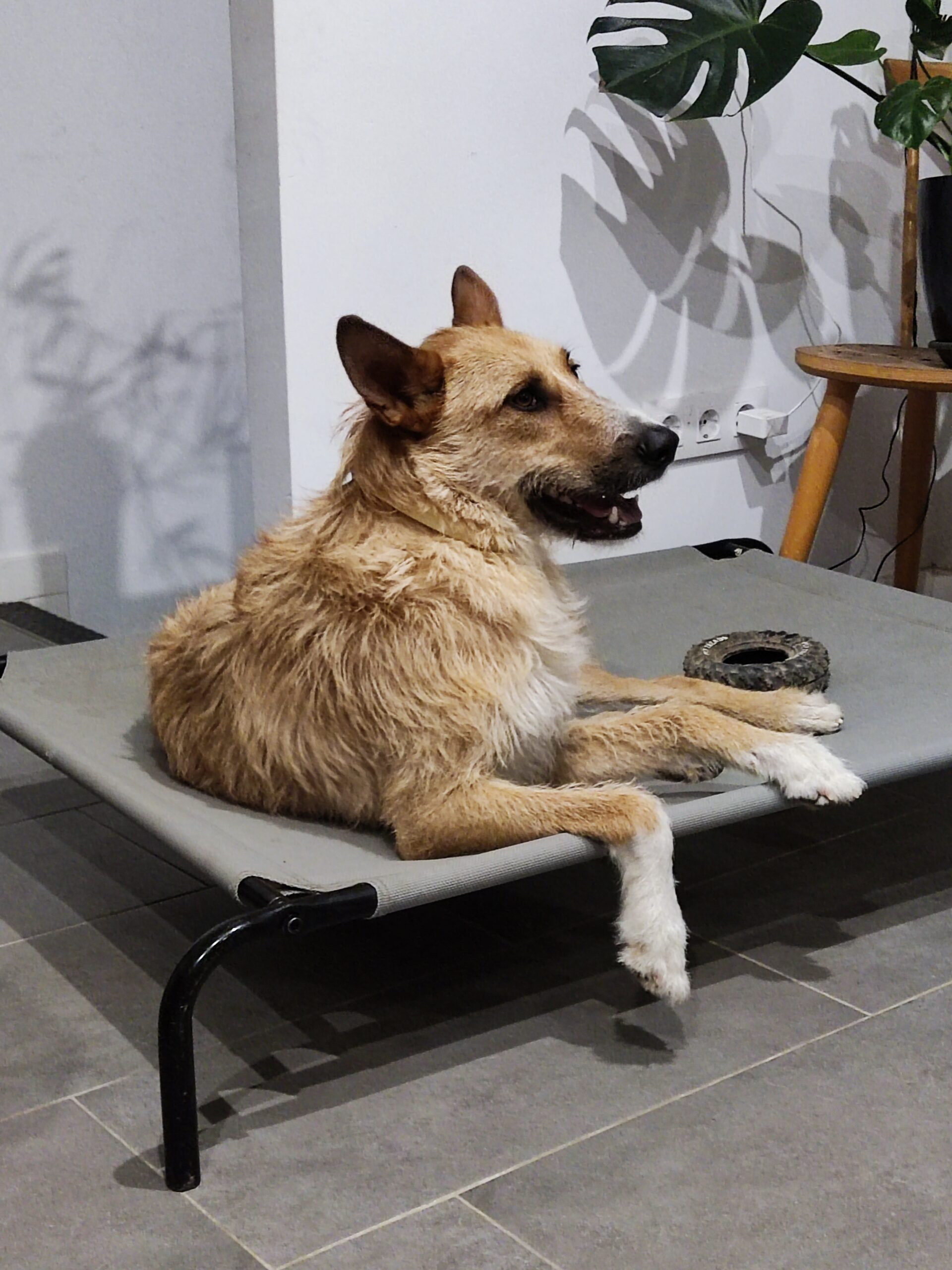 quiero que mi perro sea mas feliz, ¿ que puedo hacer?