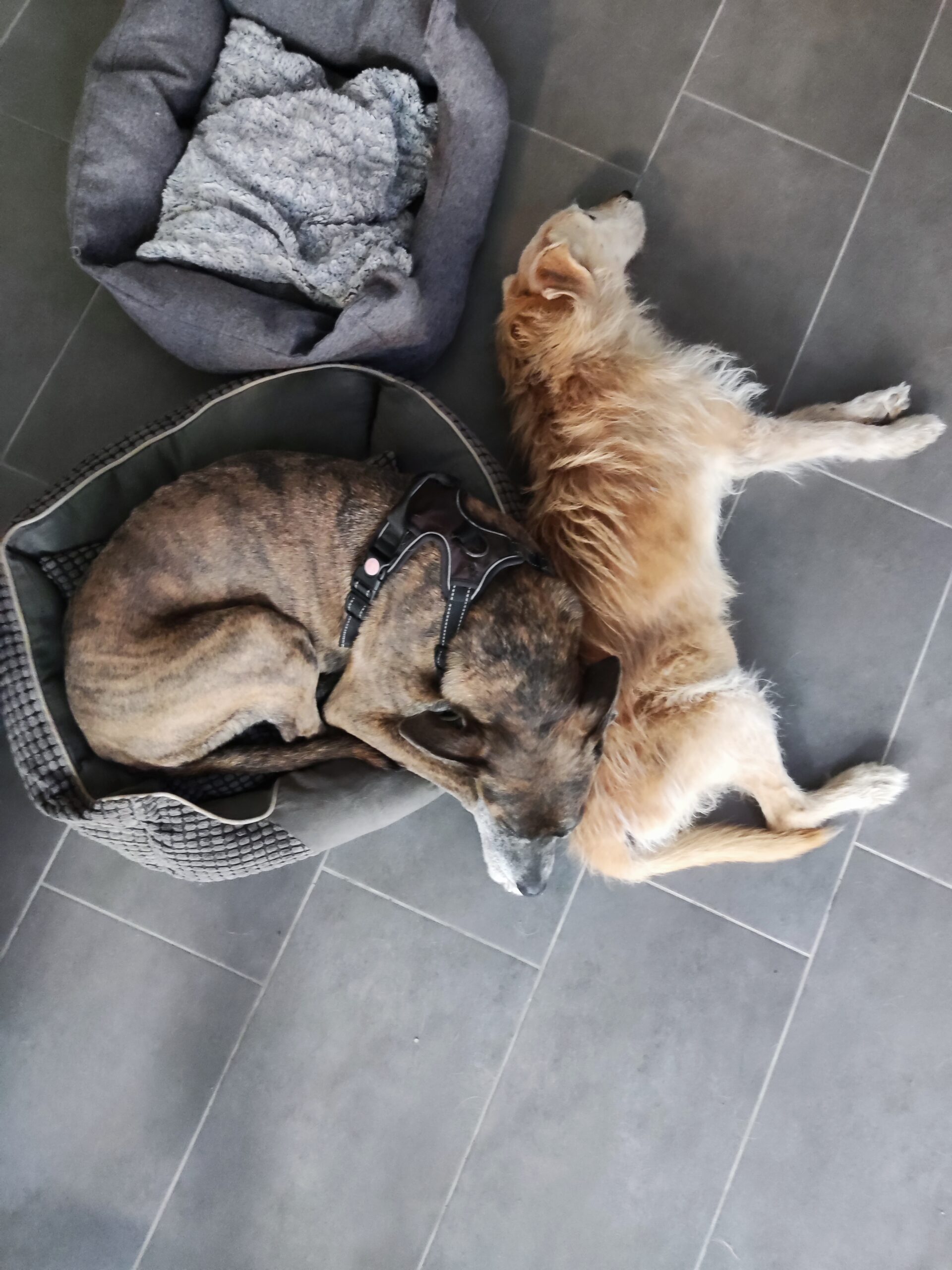 guarderia para perros con patio o jardin