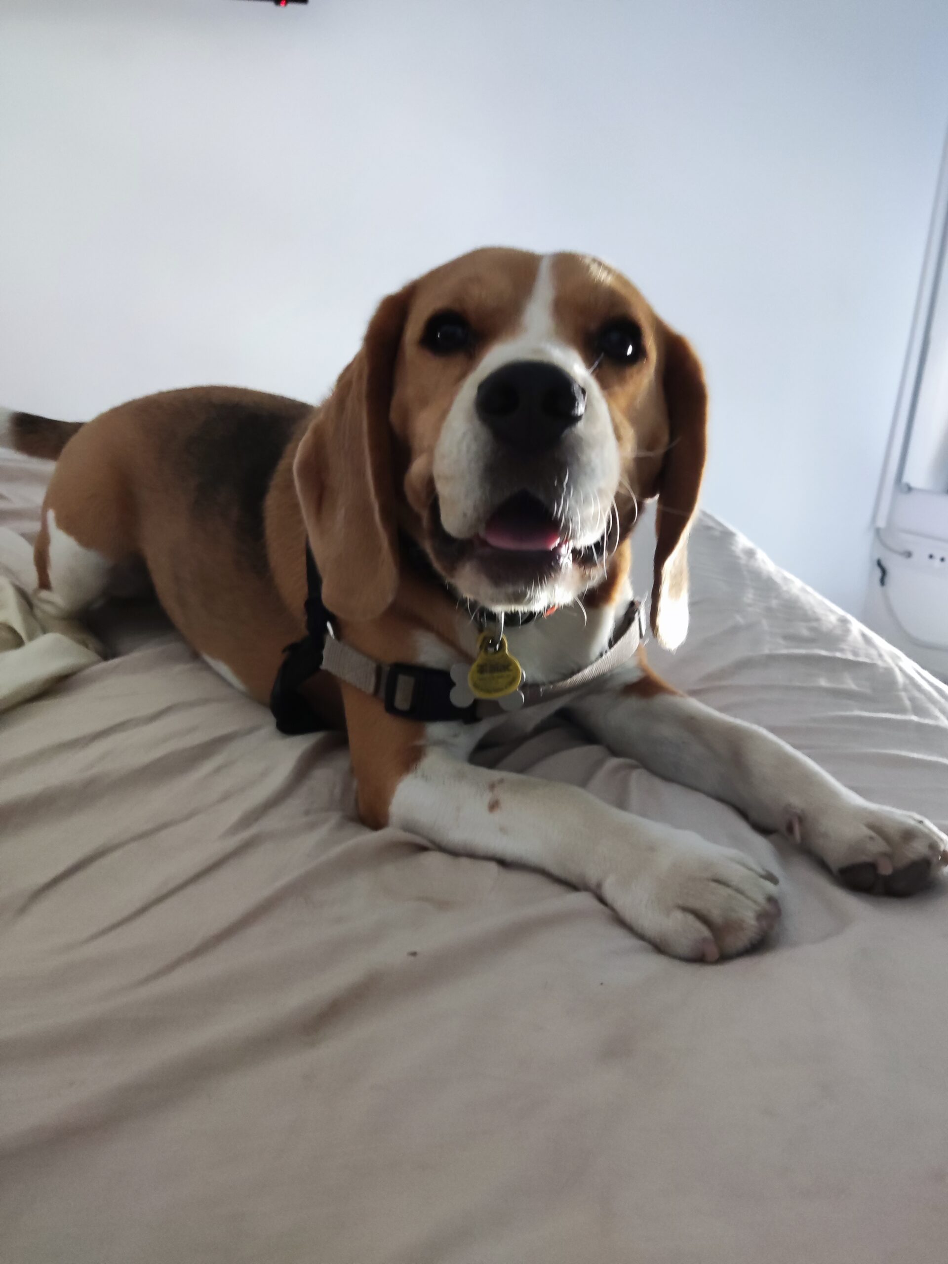 I'm traveling with my dog to Barcelona. Where can I leave him for a few hours or days?