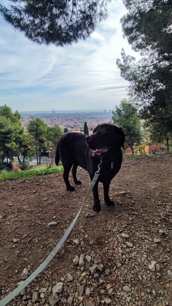 Paseador de perros