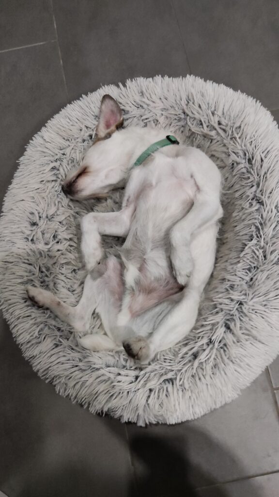 Hotel para perros