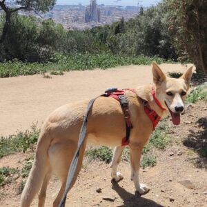 Cangur de gossos al domicilio