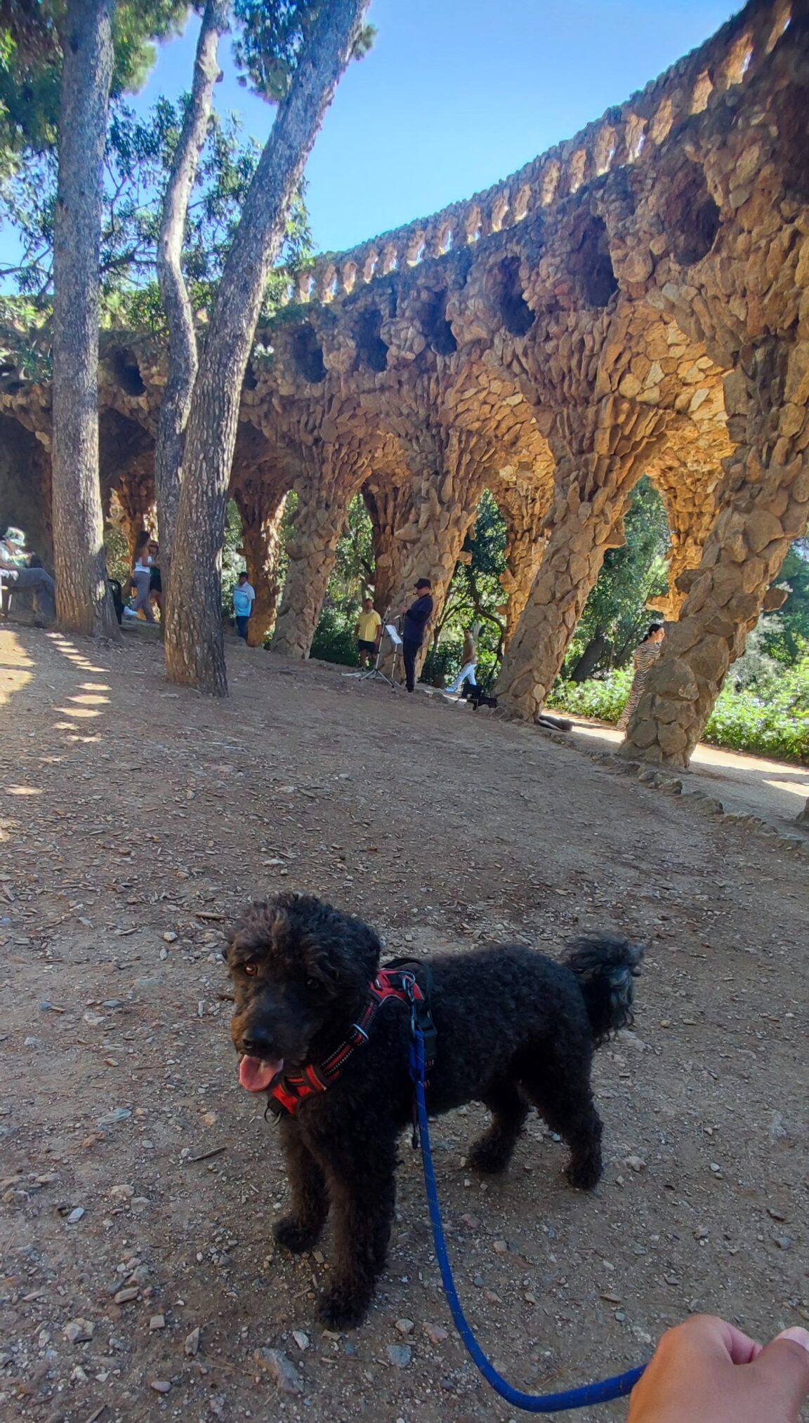 paseos para perros en park guell