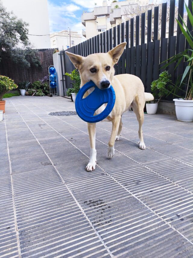 Guardería Canina por día