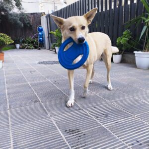 Guardería Canina por día