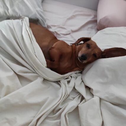 hotel para perros