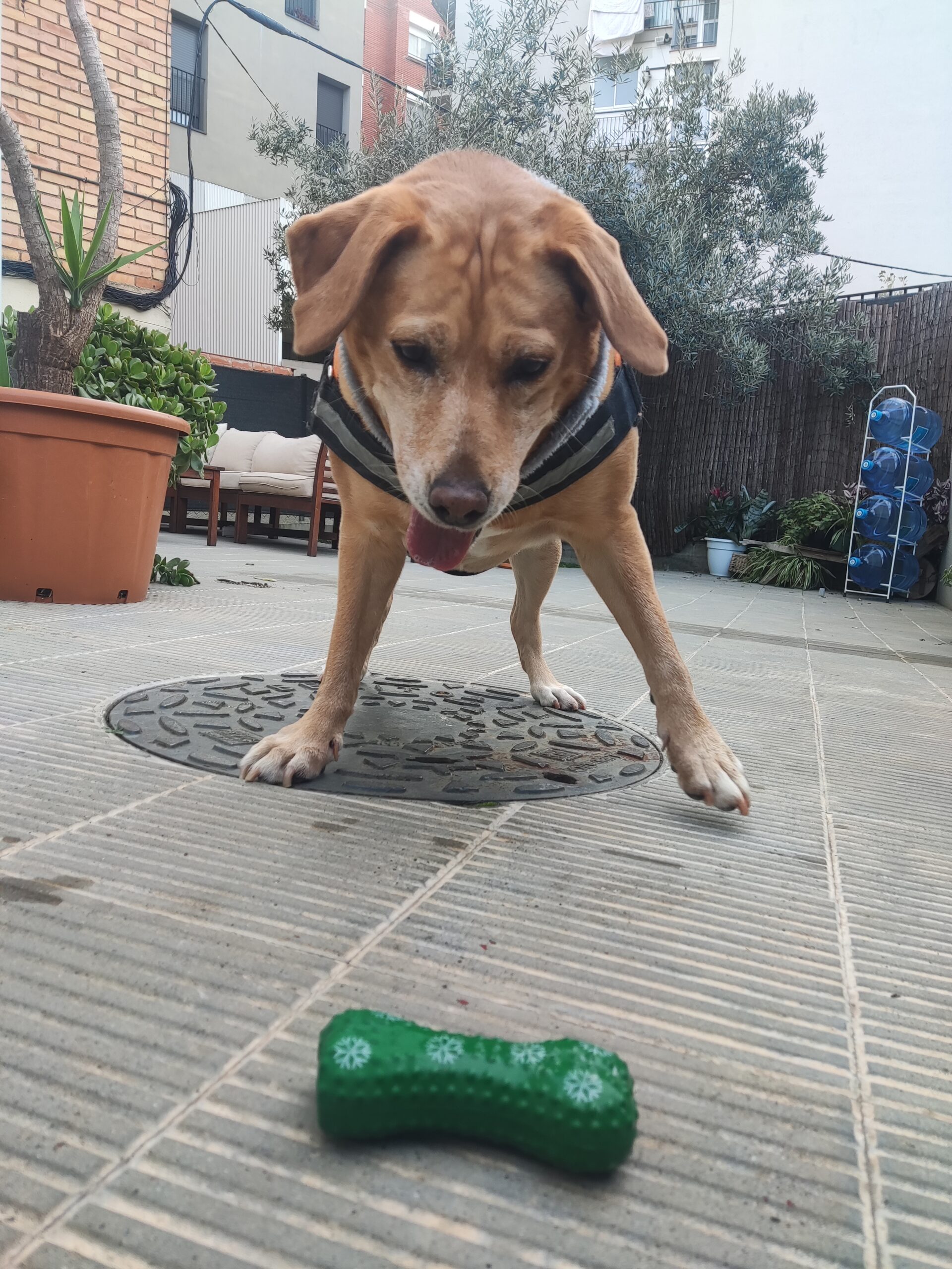 ¿Cómo saber si tu perro necesita una guardería?