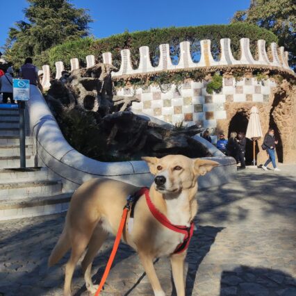 paseador de perros
