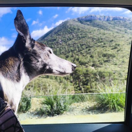 Rutas con perros