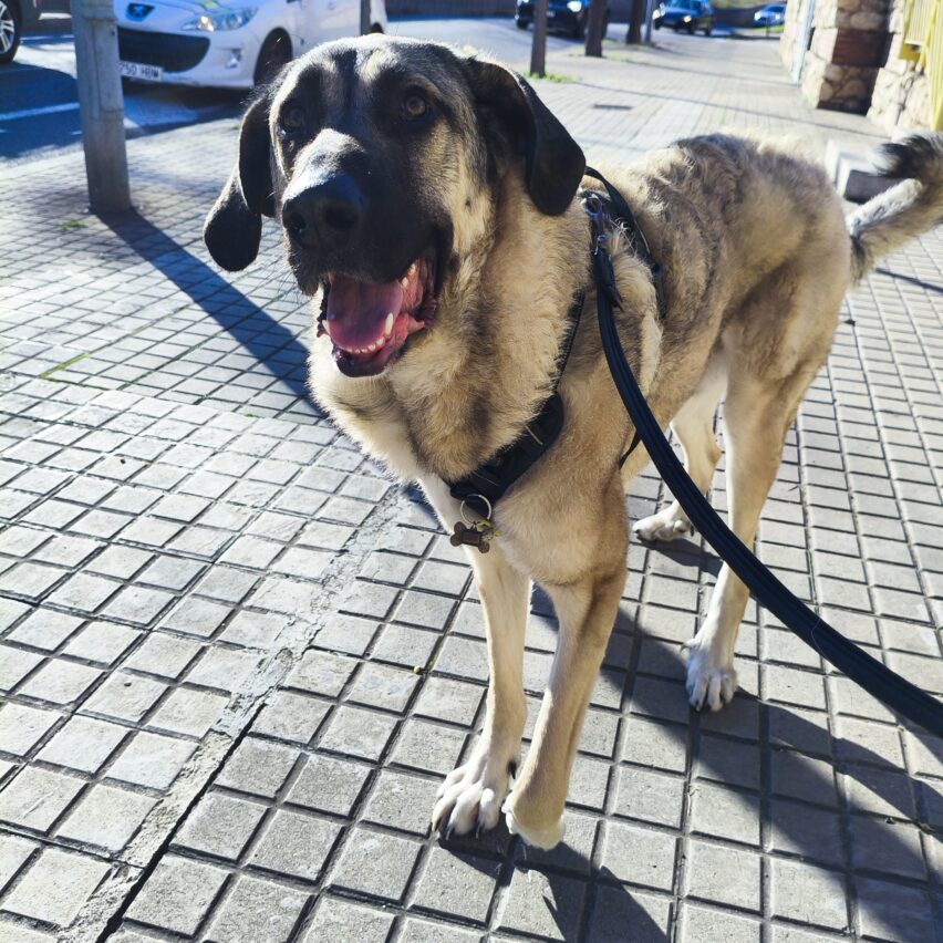 paseador para perros en horta