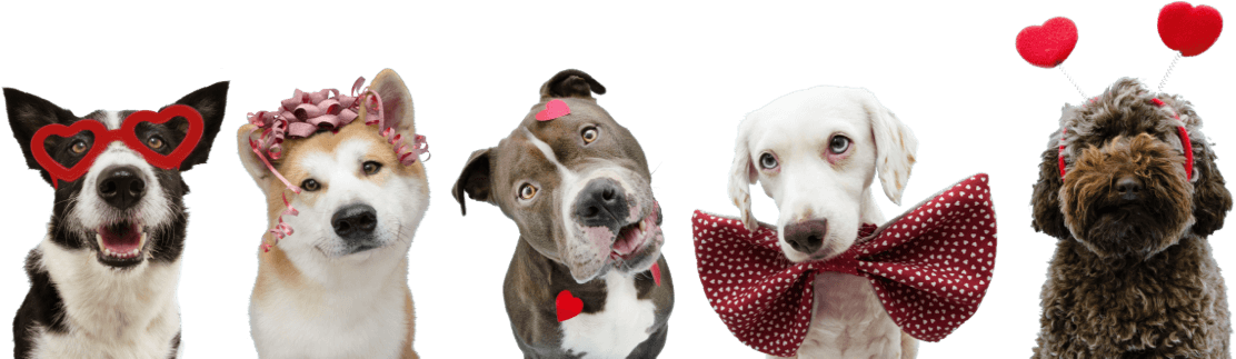 cuidado personalizado para tu mascota en Barcelona