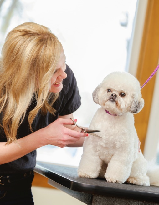 Peluquería canina