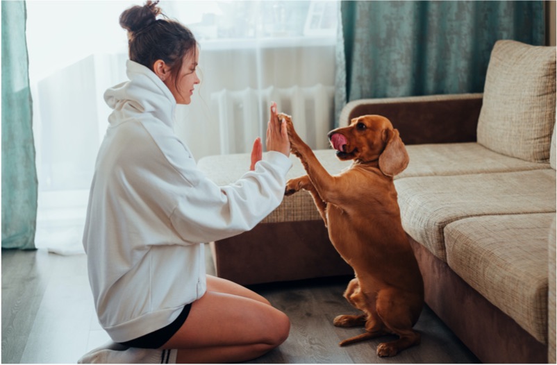adiestramiento canino