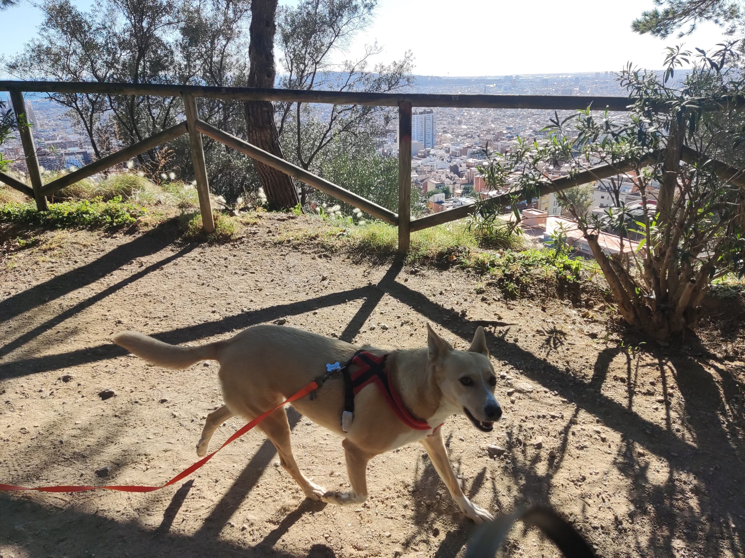 paseo perro