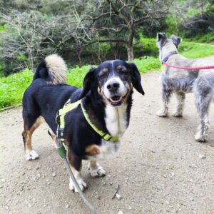 Paseador de perros en barcelona