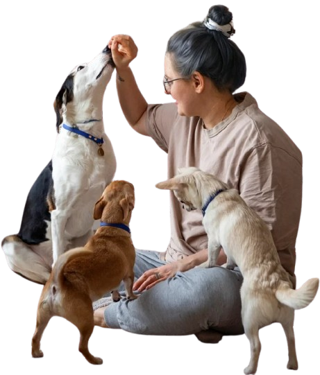 Guardería canina