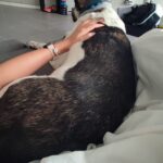 Hotel para perros en barcelona