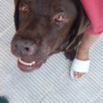 guarderia para perros cerca de mi