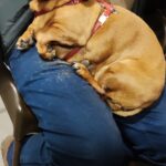 guarderia canina con patio