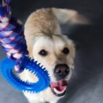 la mejor guarderia para perros