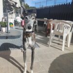 hotel para perros con patio y jardin