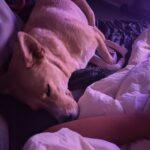 Reserva de guardería para perros