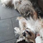 Reserva la mejor guarderia para perros