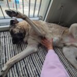 guarderia canina con mucho amor perruno