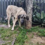 Guardería canina con patio y jardin en barcelona