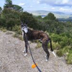 rutas con perro en bcn