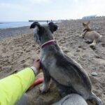 paseos a la playa con tu perro