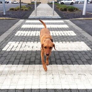 Adiestramiento canino