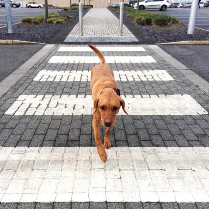 Adiestramiento canino