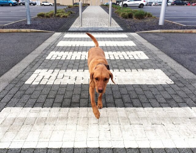 Adiestramiento canino