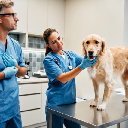veterinario 24 hs