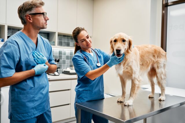 veterinario 24 hs
