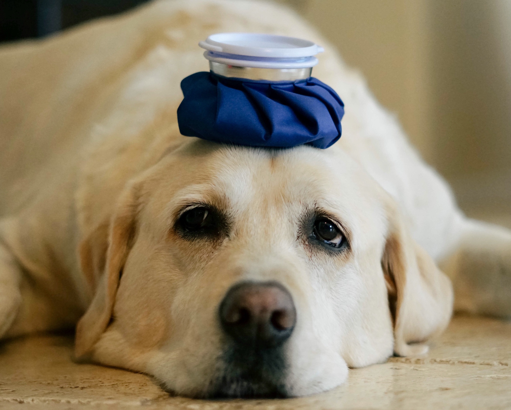¿Qué hacer si tu perro se enferma de noche? | Guía rápida