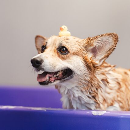 Peluquería canina