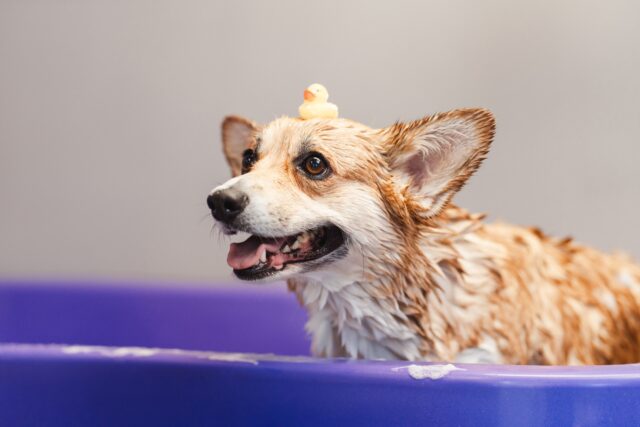 Peluquería canina