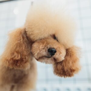 Dog care. Grooming of dogs in the salon.