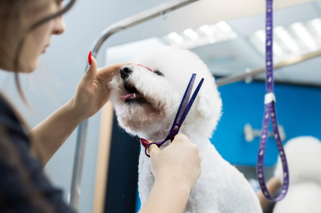 peluqueria canina full