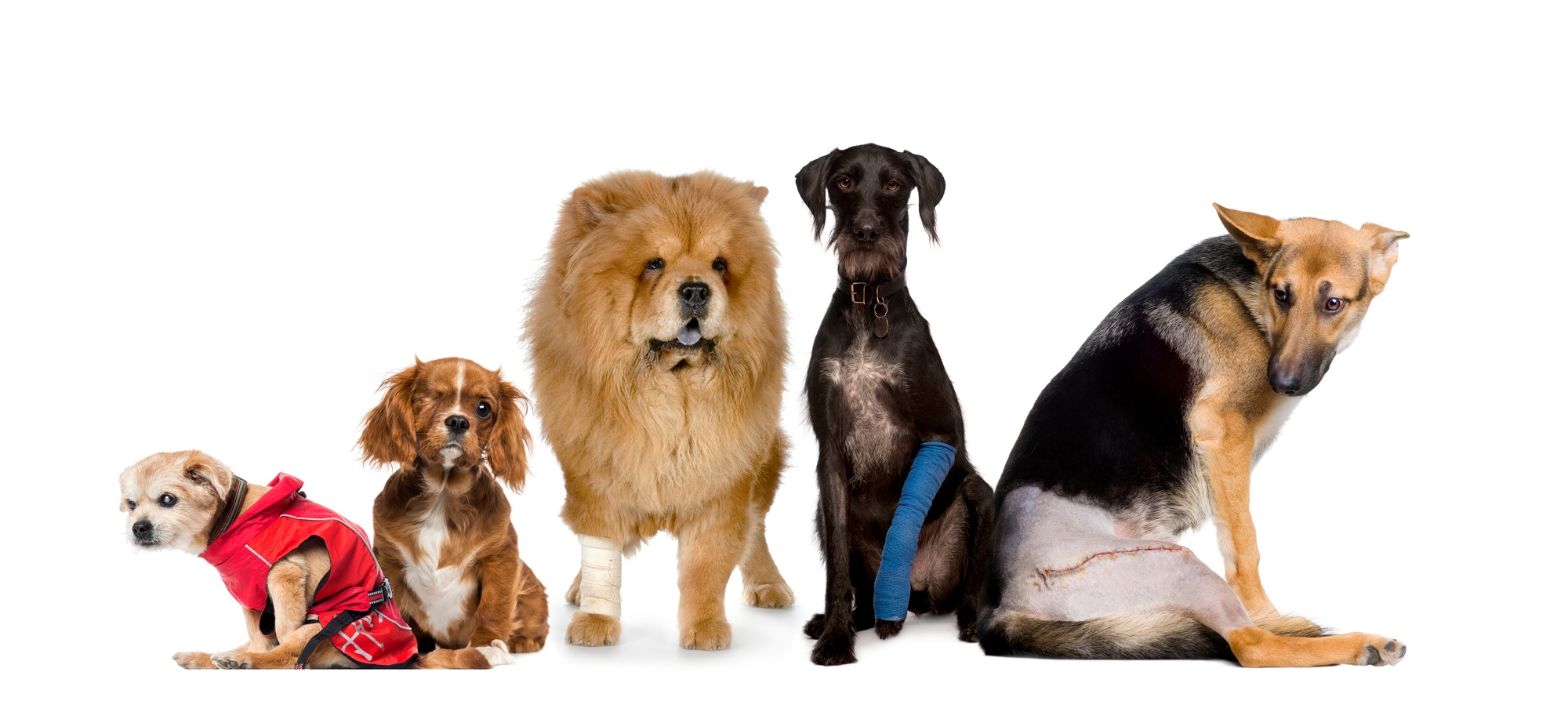Cuándo llevar a tu mascota a urgencias (y cuándo no)