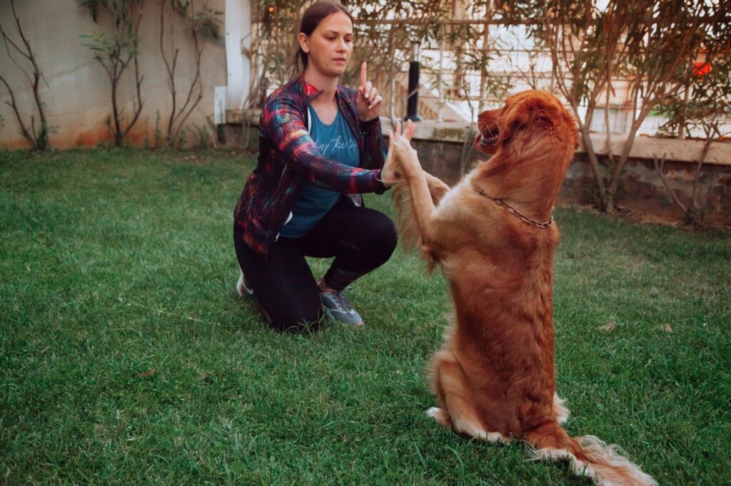 Training a dog